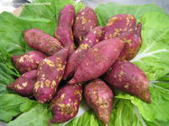 青春痘的健康饮食防治