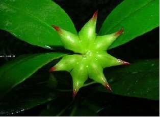 疥疮结节的治疗方法