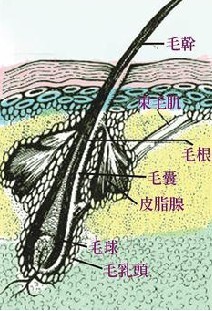 脂溢性脱发的症状和治疗方法
